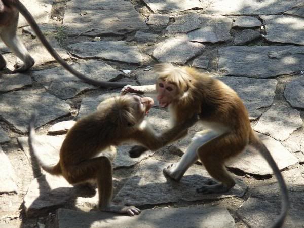 230852-Fighting-monkeys-0.jpg