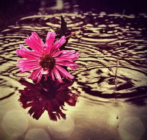 flower Pictures, Images and Photos