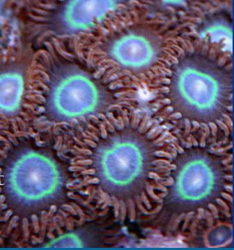 AngelHaloZoanthids.jpg