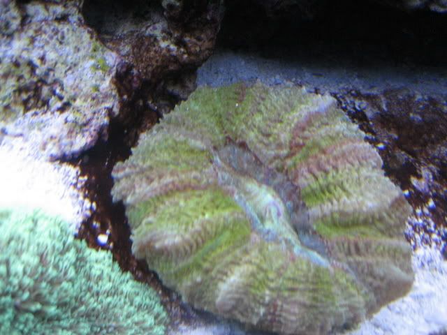 BlackAlgae.jpg
