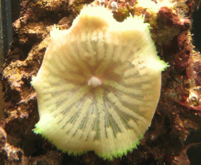 MaxiMiniAnemone1.jpg