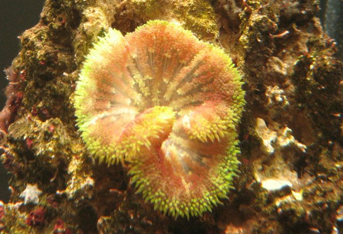 MaxiMiniAnemone2.jpg