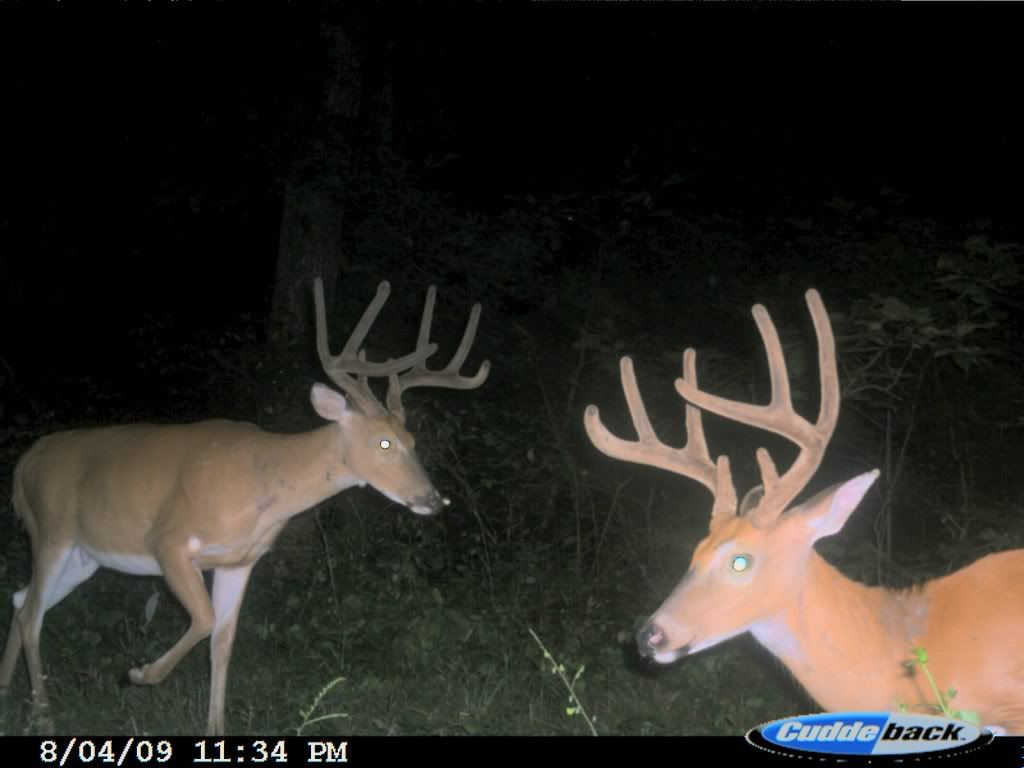 bachelorbucks.jpg