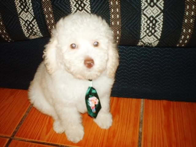 Albino Poodle