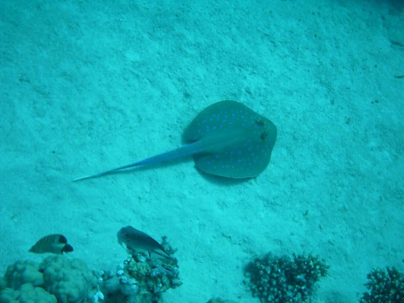 Bluespotted Stingray