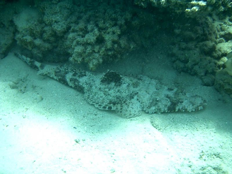 Flathead carper crocodilefish