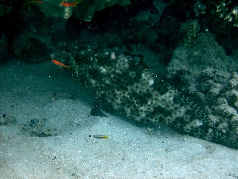 Grouper