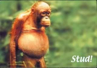Stud.jpg