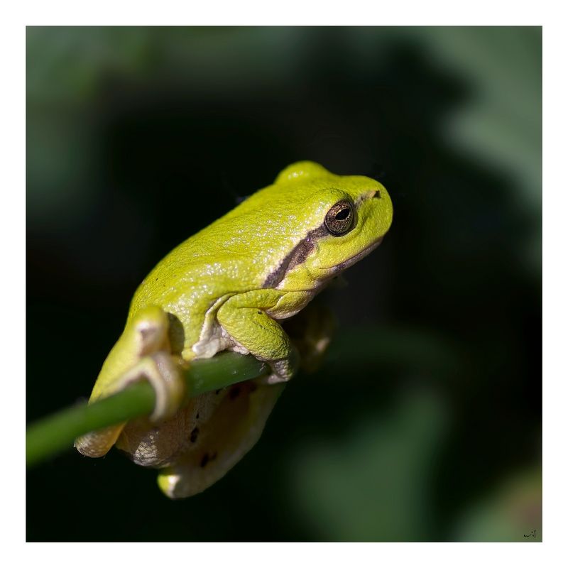 Fotografie