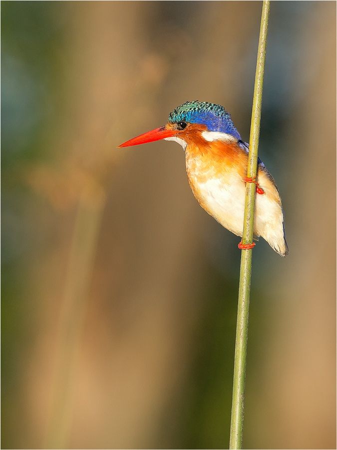 Fotografie