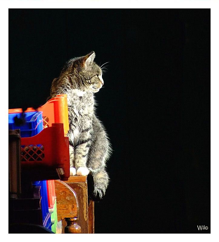 Fotografie