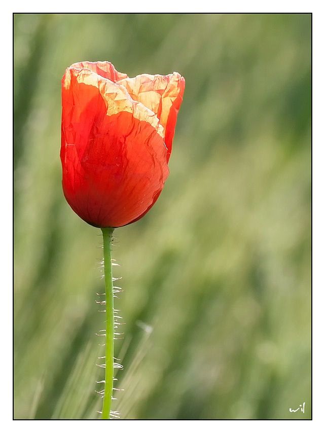 Fotografie