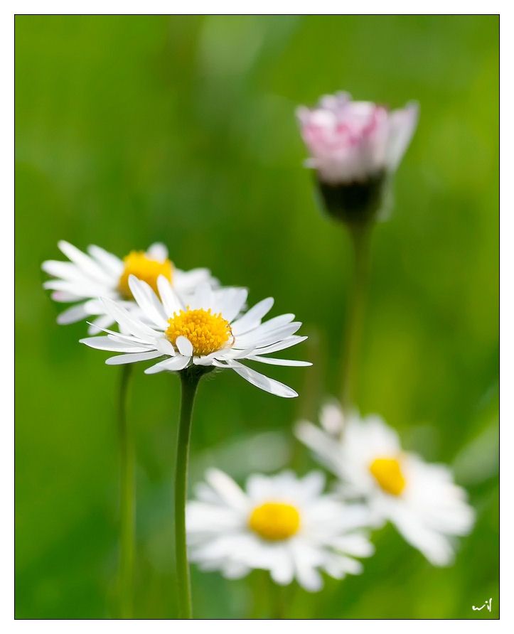 Fotografie