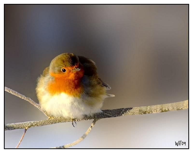 Fotografie