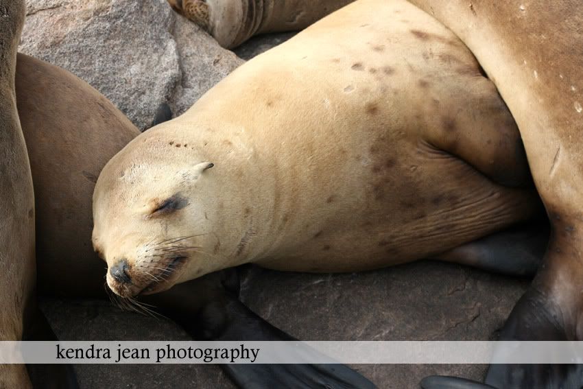 kendra jean photography,monterey