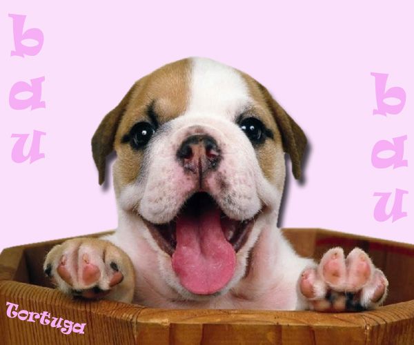 Dog Pictures, Images and Photos