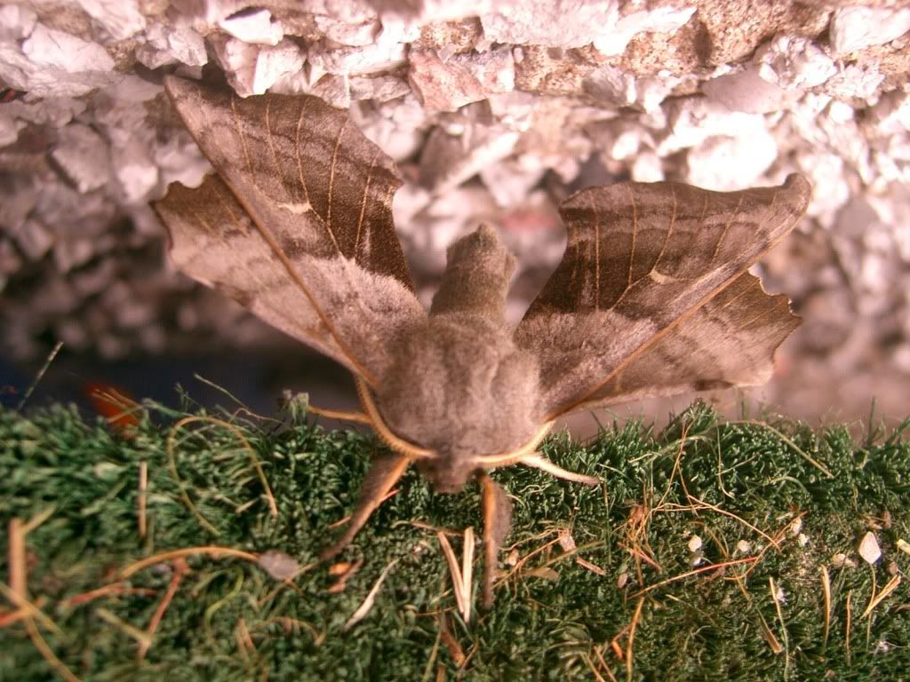 moth003.jpg