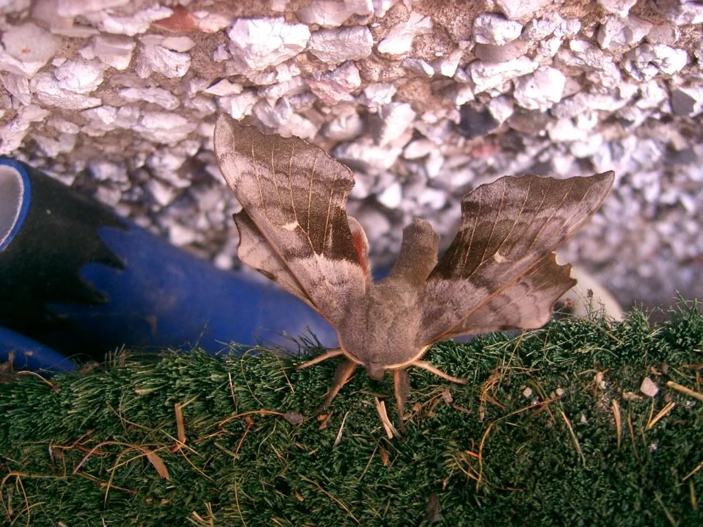 moths2001.jpg