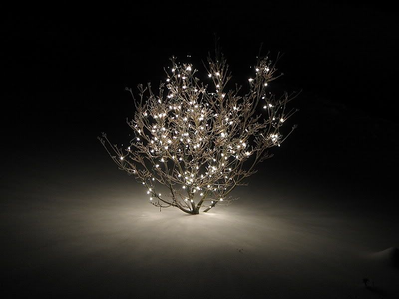 IMAGE: http://i419.photobucket.com/albums/pp280/Biffarama/IMG_0928.jpg