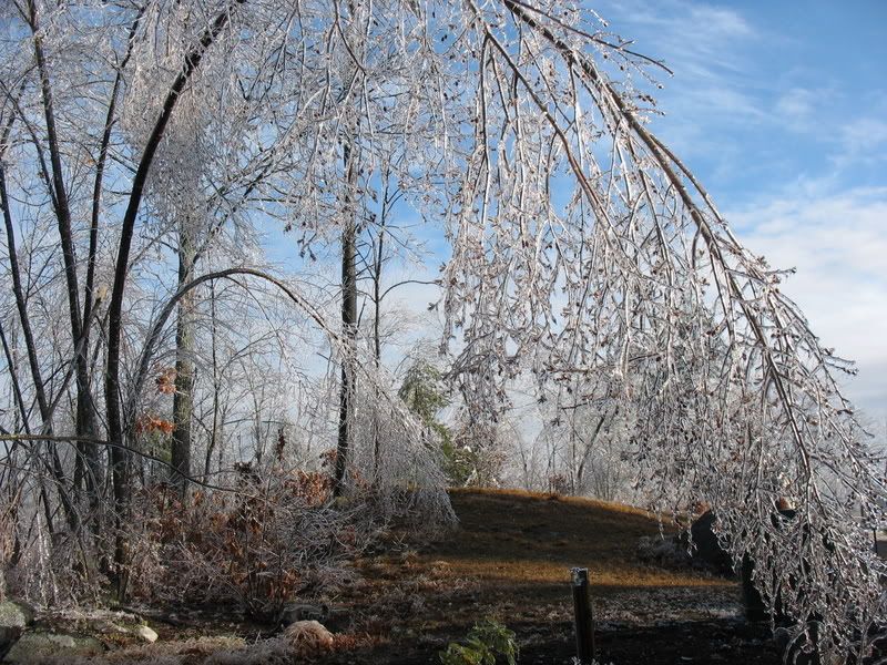 IMAGE: http://i419.photobucket.com/albums/pp280/Biffarama/IMG_7372.jpg