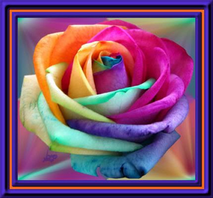 Rainbow Rose Pictures, Images and Photos