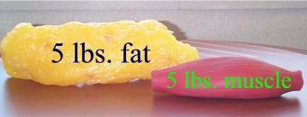 fat-vs-muscle_zps1bd5db49.jpg