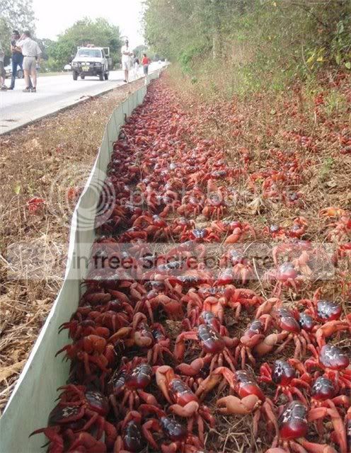 crab_attack_2.jpg