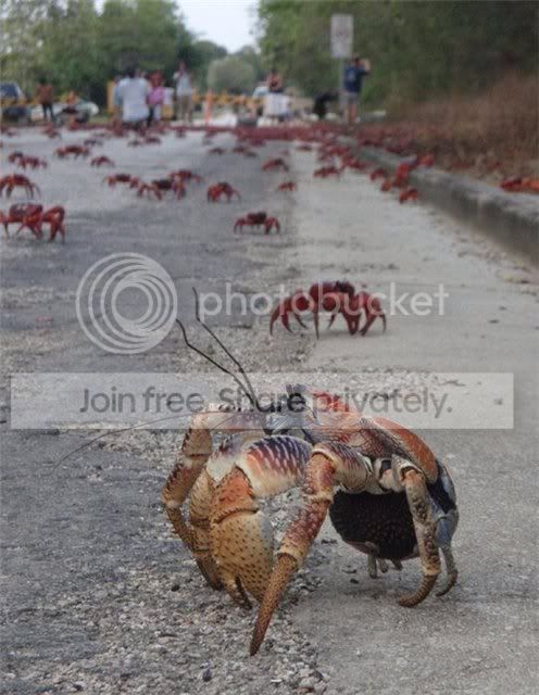 crab_attack_3.jpg