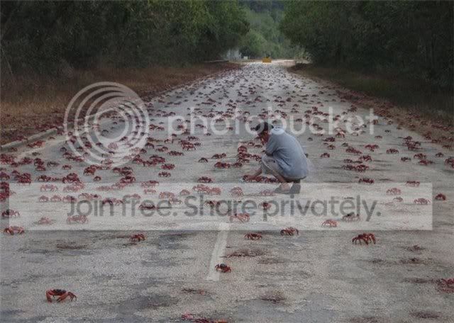 crab_attack_4.jpg