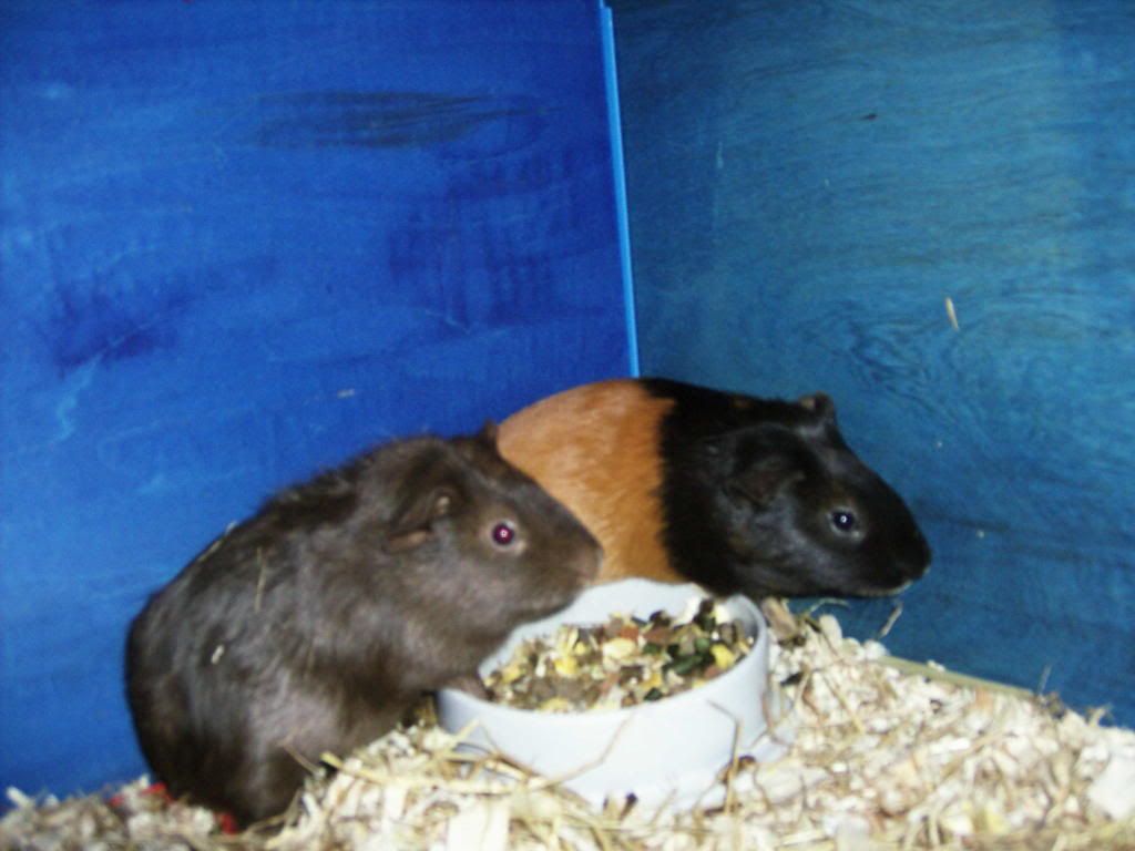 piggies.jpg